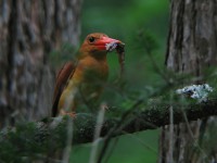 憧れのアカショウビン