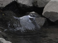 ヤマちゃんで飛びもの対決！