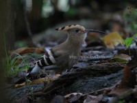 悪天候のヤツガシラ