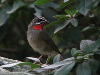 都市公園のノゴマ