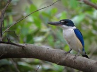 マレーシアのナンヨウショウビン