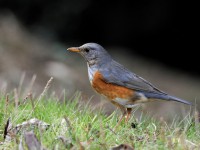 カラアカハラなど土日の成果