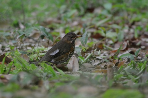DSC_6866_1