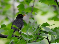 夏鳥のヒタキがたくさん