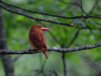 アカショウビンなど