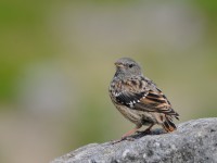 高いお山にて