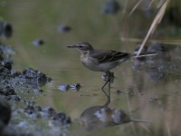 奈良県初認のツメナガセキレイ