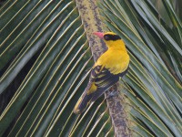 マレーシアの日本にも来る鳥