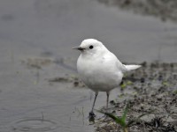 水辺の鳥いろいろ