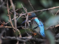 Kingfisher