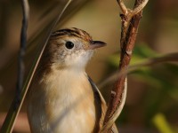冬鳥探し