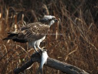 コミミズク他、農耕地の鳥