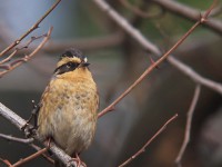 初見のヤマヒバリ