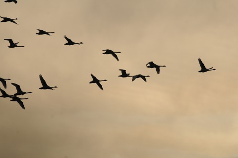 DSC_5292