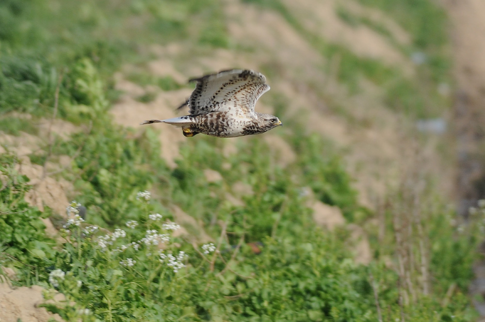 強風の中のケアシノスリ成鳥など