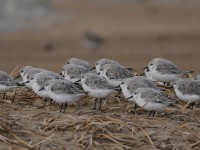 3連休のその他の鳥たち