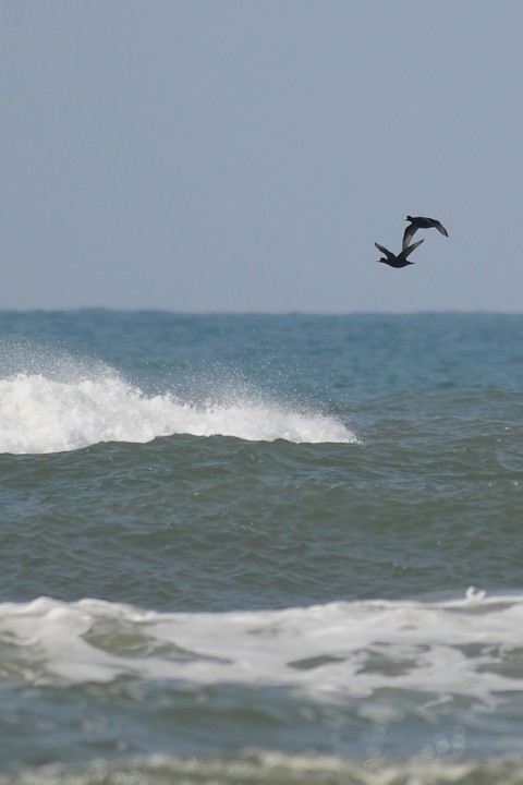 DSC_4083a