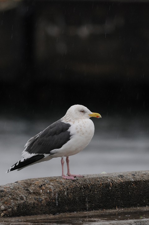 DSC_8601