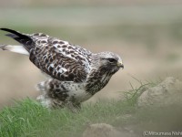 強風の中のケアシノスリ成鳥など