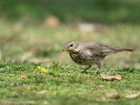 ノドアカツグミ
