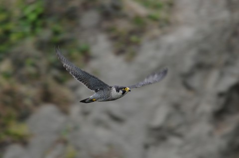 DSC_5407