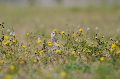 DSC_6307