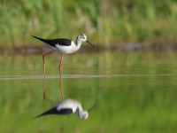 水辺の旅鳥たち