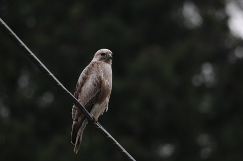 DSC_0905