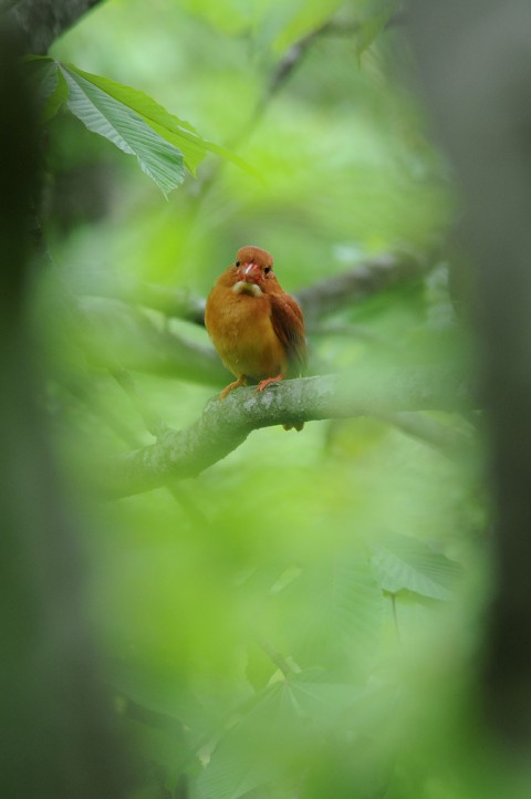 DSC_4458