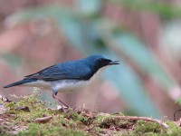 亜高山の野鳥たち