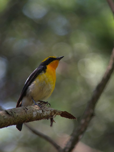 DSCN4339