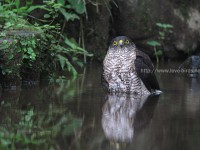 ツミの水浴びなど