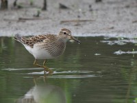 アメリカウズラシギ
