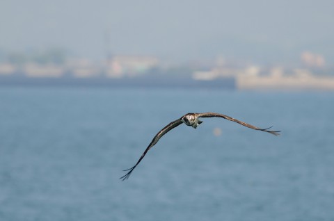 DSC_7296
