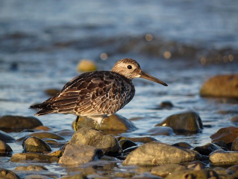 IMG_0091b