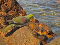 海岸の鳥達