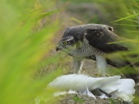 チュウサギを食べるオオタカ