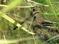 農耕地の鳥