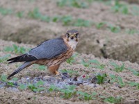コチョウゲンボウの食事