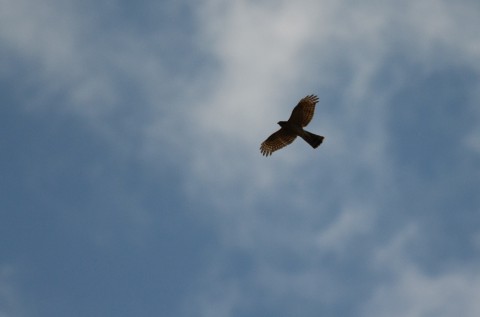 DSC_2187