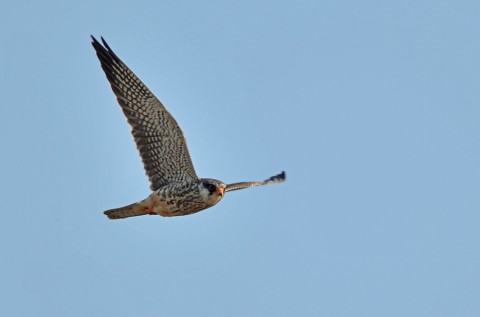 DSC_2576_1