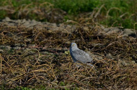 DSC_3951