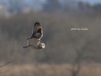 コミミズクとトラフズク