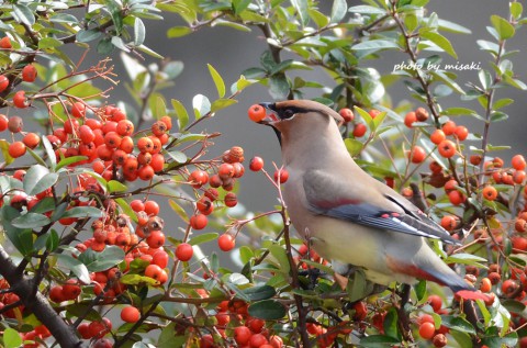 DSC_2889 DSC_2889