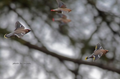 DSC_2927 DSC_2927