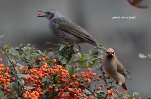 DSC_2990 DSC_2990