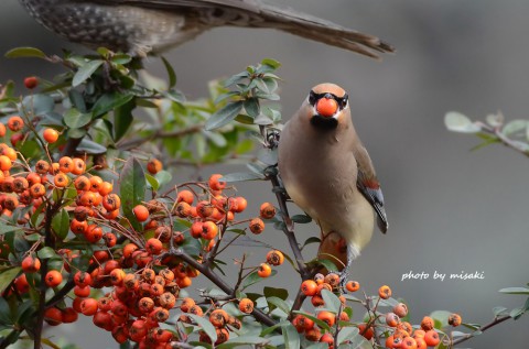 DSC_2991 DSC_2991
