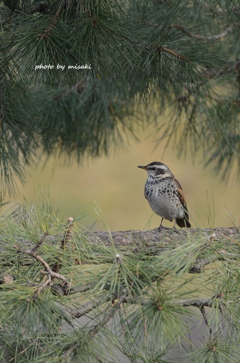 DSC_3270 DSC_3270