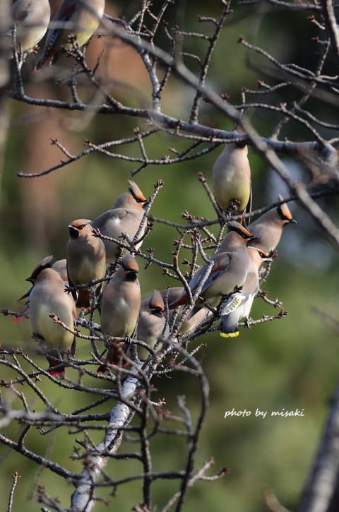 DSC_3415 DSC_3415