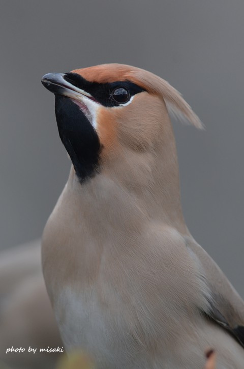 DSC_3489